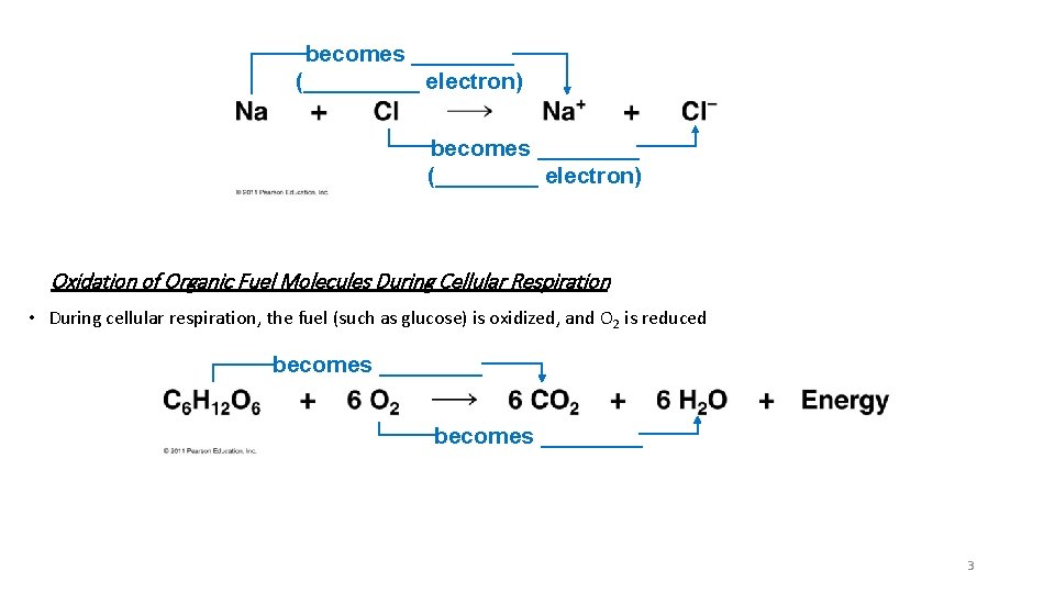 becomes ____ (_____ electron) becomes ____ (____ electron) Oxidation of Organic Fuel Molecules During