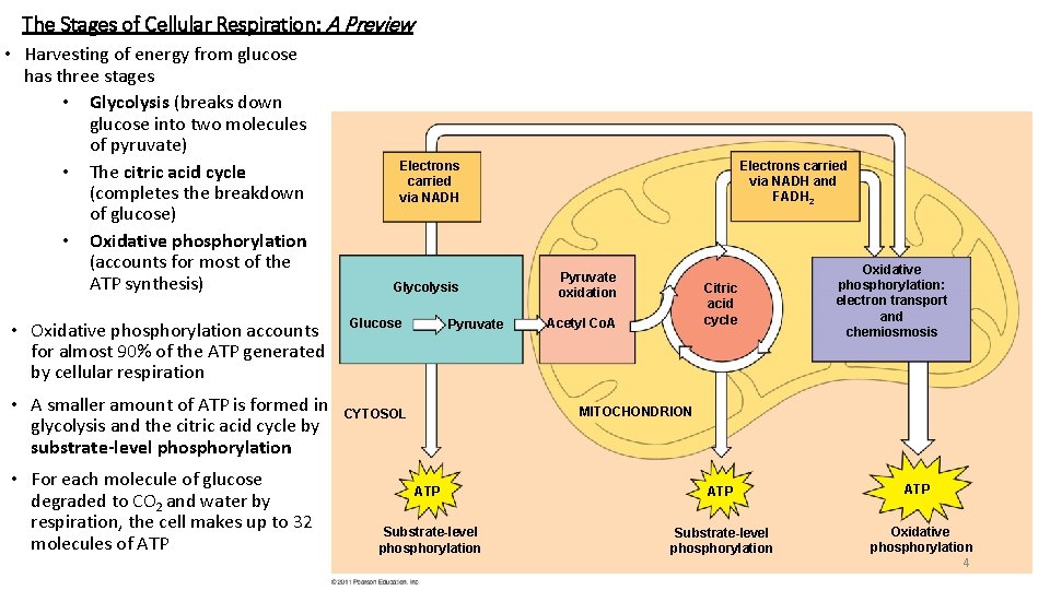 The Stages of Cellular Respiration: A Preview • Harvesting of energy from glucose has