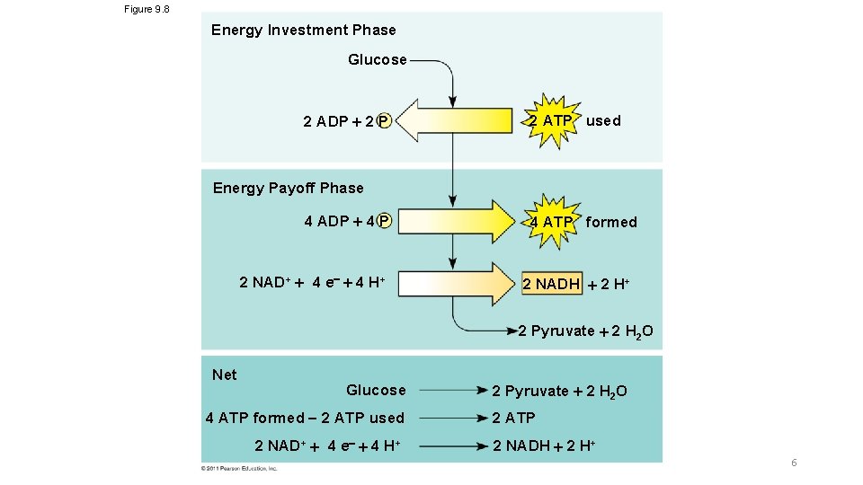 Figure 9. 8 Energy Investment Phase Glucose 2 ADP 2 P 2 ATP used