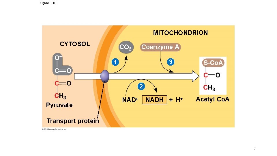 Figure 9. 10 MITOCHONDRION CYTOSOL CO 2 Coenzyme A 3 1 2 Pyruvate NADH