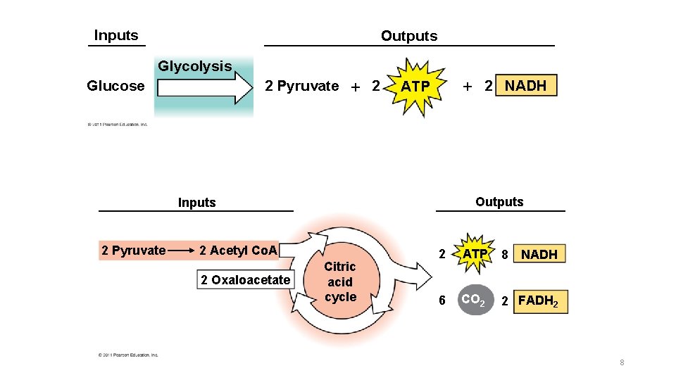 Inputs Outputs Glycolysis 2 Pyruvate 2 Glucose 2 NADH ATP Outputs Inputs 2 Pyruvate