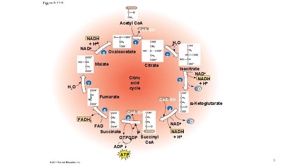 Figure 9. 12 -8 Acetyl Co. A-SH NADH + H NAD 8 Oxaloacetate Malate