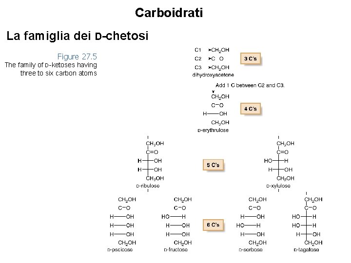 Carboidrati La famiglia dei D-chetosi Figure 27. 5 The family of D-ketoses having three