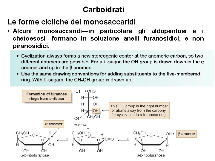 Carboidrati Le forme cicliche dei monosaccaridi • Alcuni monosaccaridi—in particolare gli aldopentosi e i