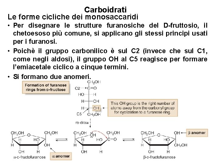 Carboidrati Le forme cicliche dei monosaccaridi • Per disegnare le strutture furanosiche del D-fruttosio,