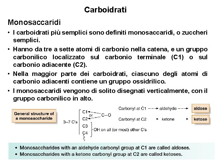 Carboidrati Monosaccaridi • I carboidrati più semplici sono definiti monosaccaridi, o zuccheri semplici. •