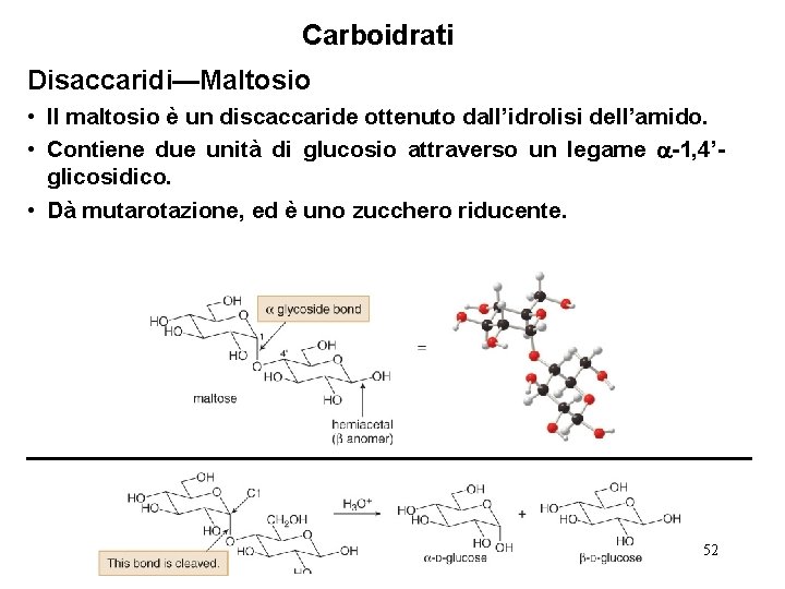 Carboidrati Disaccaridi—Maltosio • Il maltosio è un discaccaride ottenuto dall’idrolisi dell’amido. • Contiene due