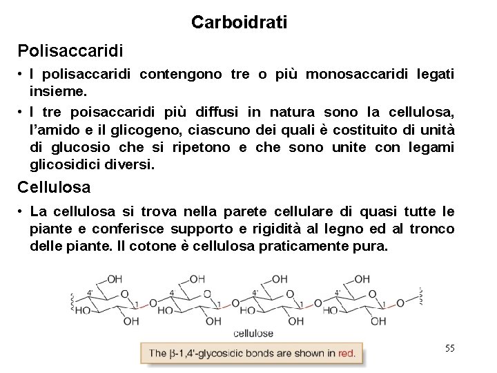 Carboidrati Polisaccaridi • I polisaccaridi contengono tre o più monosaccaridi legati insieme. • I