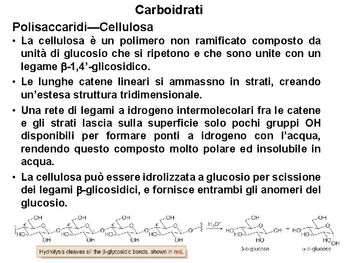 Carboidrati Polisaccaridi—Cellulosa • La cellulosa è un polimero non ramificato composto da unità di
