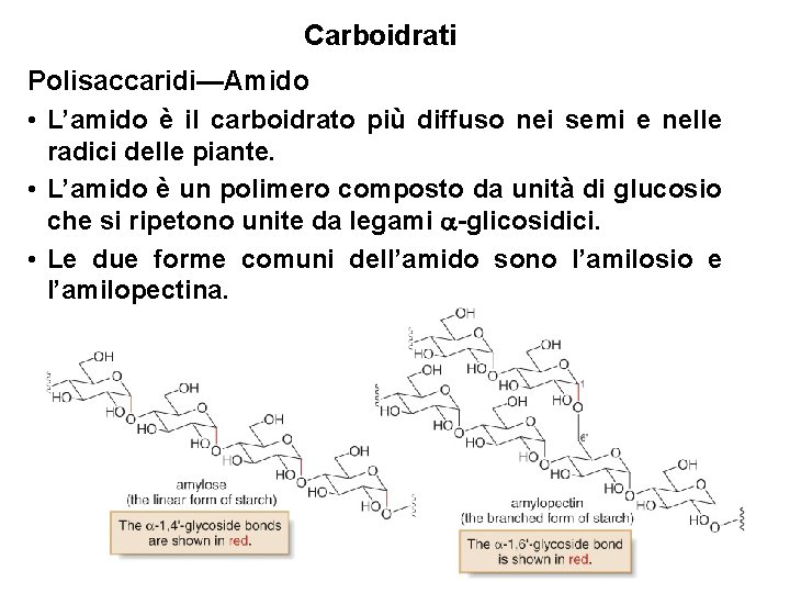 Carboidrati Polisaccaridi—Amido • L’amido è il carboidrato più diffuso nei semi e nelle radici