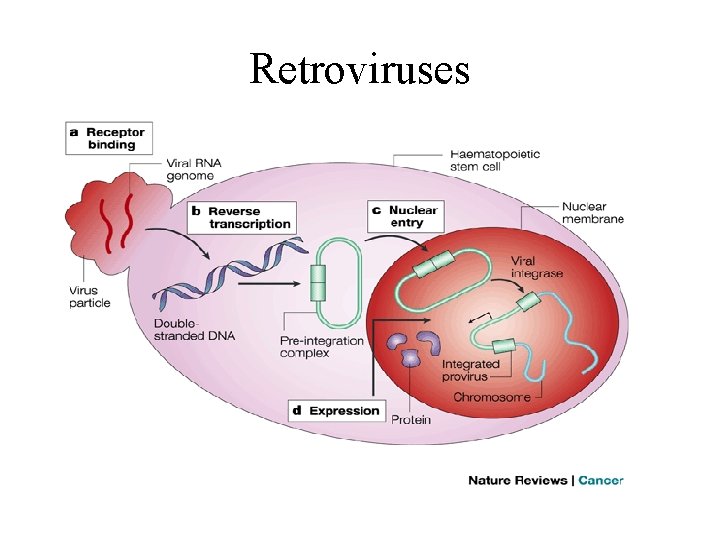 Retroviruses 