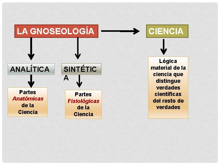 LA GNOSEOLOGÍA ANALÍTICA Partes Anatómicas de la Ciencia SINTÉTIC A Partes Fisiológicas de la