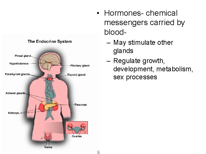  • Hormones- chemical messengers carried by blood– May stimulate other glands – Regulate