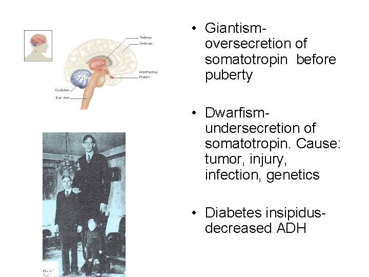  • Giantismoversecretion of somatotropin before puberty • Dwarfismundersecretion of somatotropin. Cause: tumor, injury,