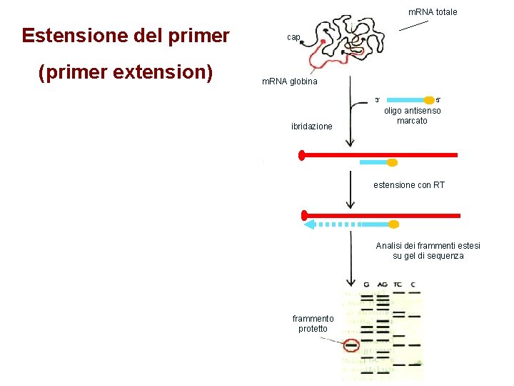 m. RNA totale Estensione del primer (primer extension) cap m. RNA globina 3’ ibridazione