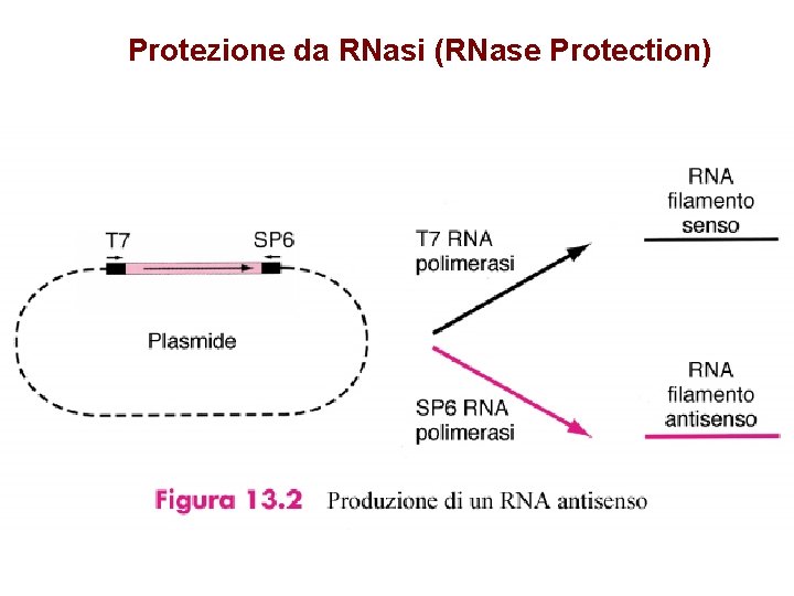 Protezione da RNasi (RNase Protection) 