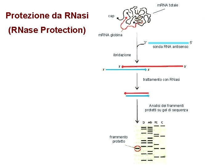 m. RNA totale Protezione da RNasi (RNase Protection) cap m. RNA globina 3’ sonda