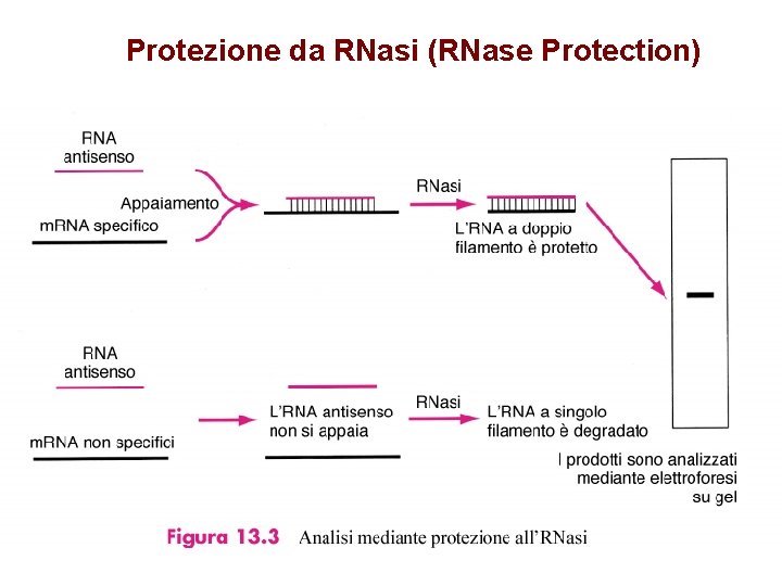 Protezione da RNasi (RNase Protection) 