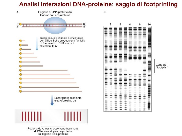 Analisi interazioni DNA-proteine: saggio di footprinting 