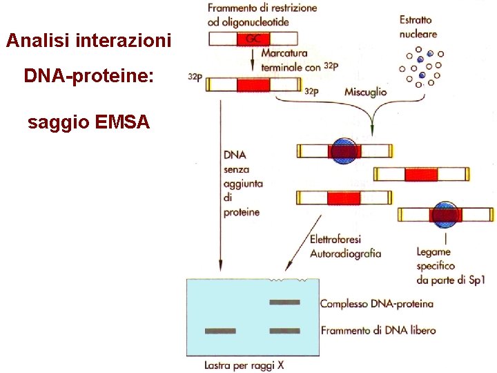 Analisi interazioni DNA-proteine: saggio EMSA 