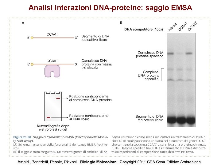 Analisi interazioni DNA-proteine: saggio EMSA 