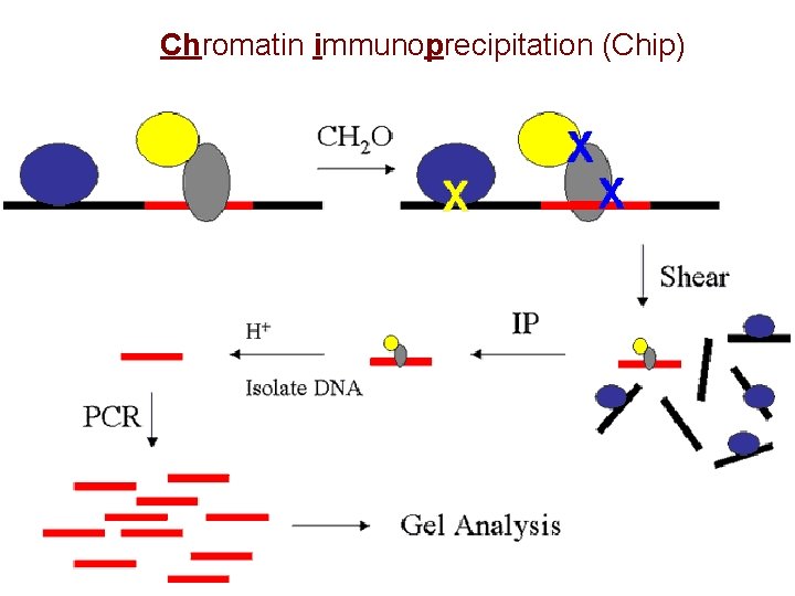 Chromatin immunoprecipitation (Chip) 