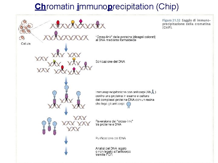 Chromatin immunoprecipitation (Chip) 