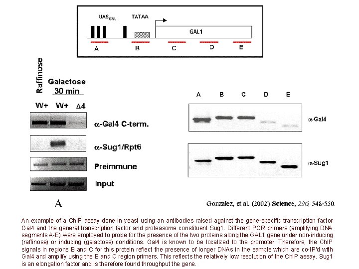 An example of a Ch. IP assay done in yeast using an antibodies raised