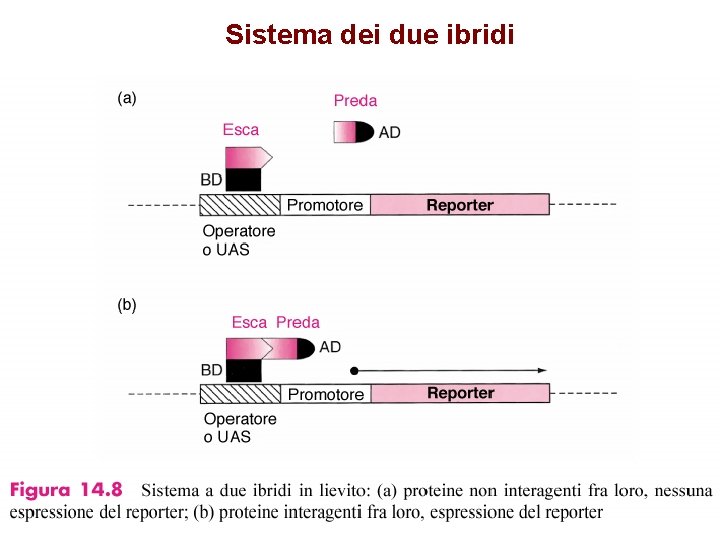 Sistema dei due ibridi 