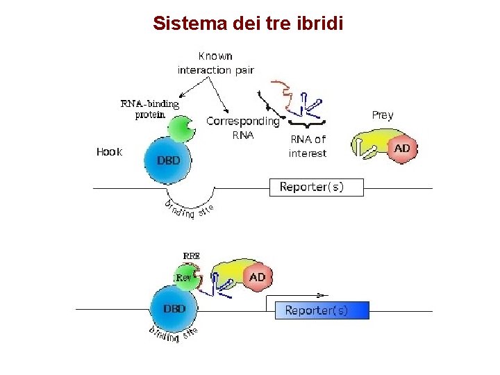 Sistema dei tre ibridi 