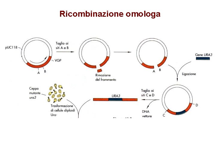 Ricombinazione omologa 