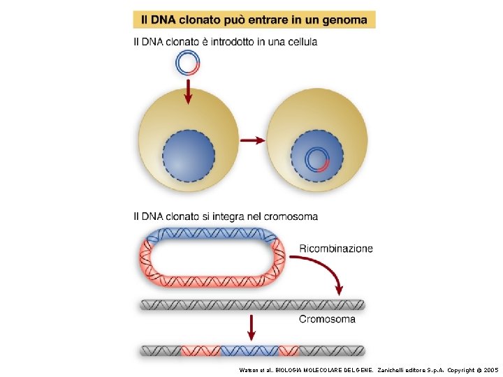 Watson et al. , BIOLOGIA MOLECOLARE DEL GENE, Zanichelli editore S. p. A. Copyright