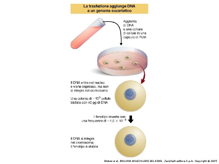 Watson et al. , BIOLOGIA MOLECOLARE DEL GENE, Zanichelli editore S. p. A. Copyright