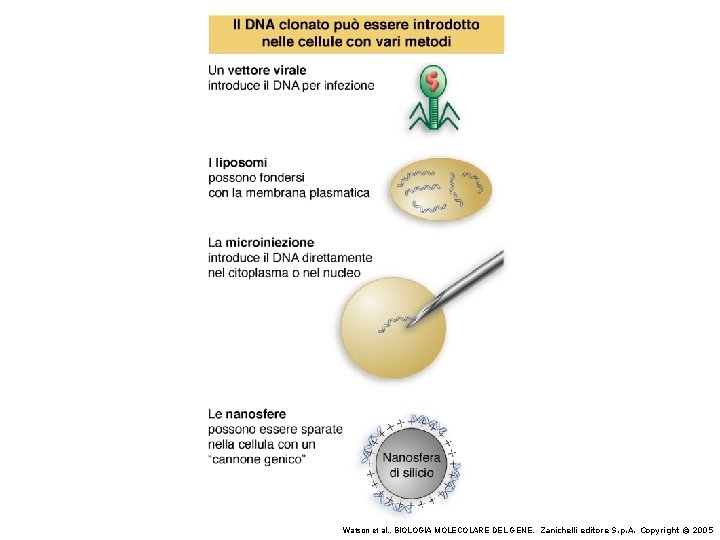 Watson et al. , BIOLOGIA MOLECOLARE DEL GENE, Zanichelli editore S. p. A. Copyright