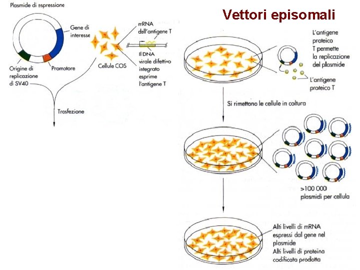 Vettori episomali 