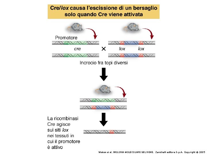 Watson et al. , BIOLOGIA MOLECOLARE DEL GENE, Zanichelli editore S. p. A. Copyright