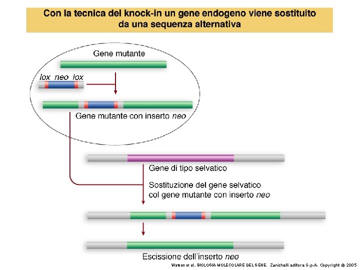 Watson et al. , BIOLOGIA MOLECOLARE DEL GENE, Zanichelli editore S. p. A. Copyright