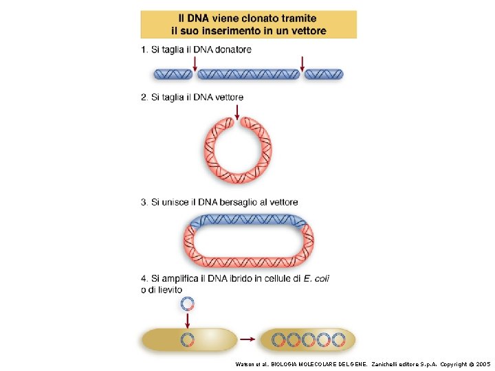 Watson et al. , BIOLOGIA MOLECOLARE DEL GENE, Zanichelli editore S. p. A. Copyright