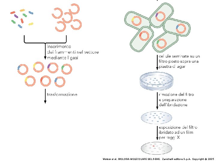 Watson et al. , BIOLOGIA MOLECOLARE DEL GENE, Zanichelli editore S. p. A. Copyright