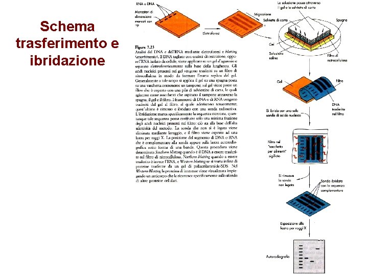 Schema trasferimento e ibridazione 