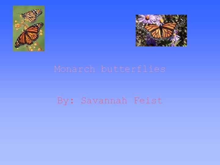 Monarch butterflies By: Savannah Feist 