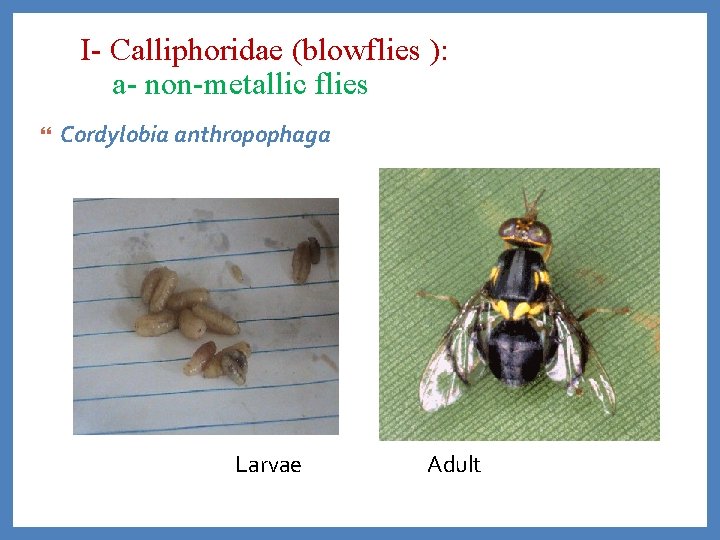 I- Calliphoridae (blowflies ): a- non-metallic flies Cordylobia anthropophaga Larvae Adult 