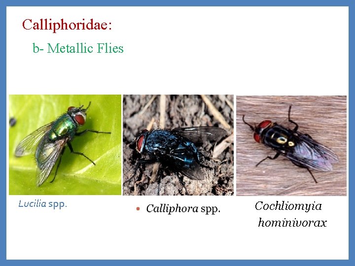Calliphoridae: b- Metallic Flies Lucilia spp. Cochliomyia hominivorax 