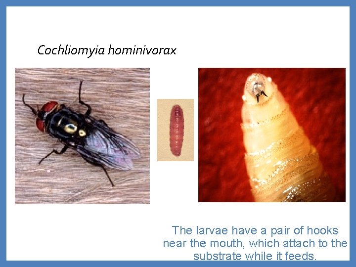 Cochliomyia hominivorax The larvae have a pair of hooks near the mouth, which attach