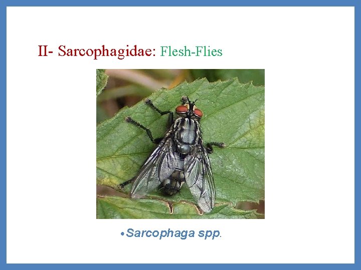 II- Sarcophagidae: Flesh-Flies • Sarcophaga spp. 
