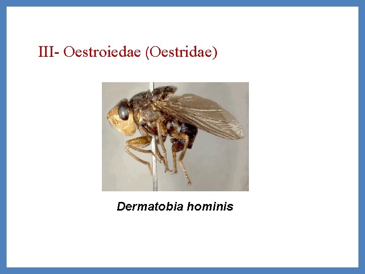 III- Oestroiedae (Oestridae) Dermatobia hominis 
