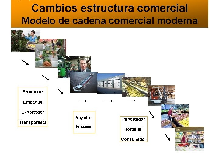 Cambios estructura comercial Modelo de cadena comercial moderna Productor Empaque Exportador Mayorista Transportista Empaque
