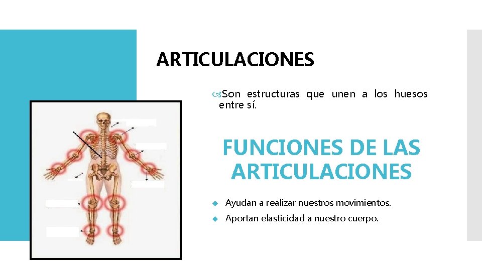 ¿Qué son las ARTICULACIONES? Son estructuras que unen a los huesos entre sí. FUNCIONES