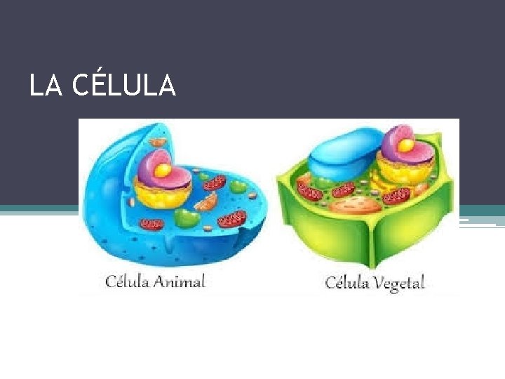 LA CÉLULA 