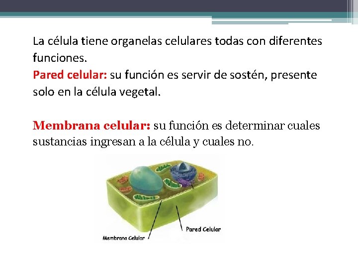 La célula tiene organelas celulares todas con diferentes funciones. Pared celular: su función es